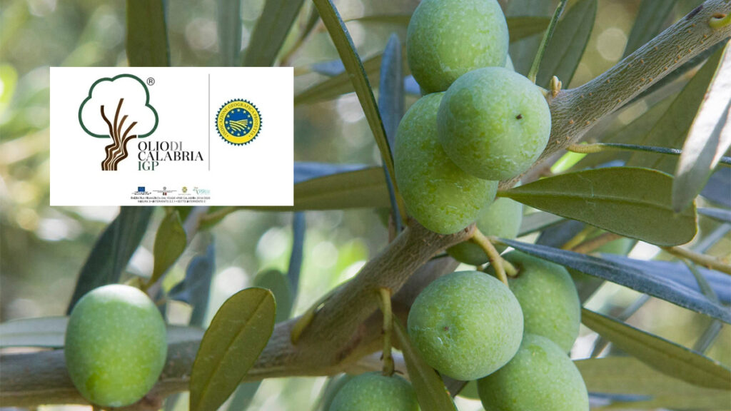 Etichetta unica olio Calabria Igp