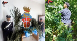 carabinieri bonifati marijuana