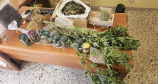 droga marijuana rogliano